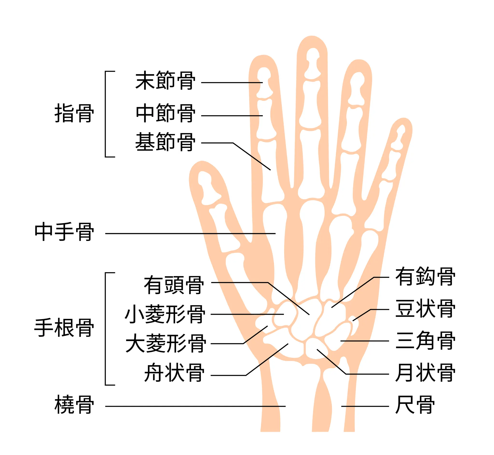 中手骨 (Metacarpal Bones)とは | 連動性療法のBACK AGING