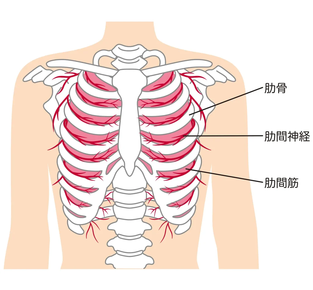 肋骨　肋間神経　肋間筋　骨格図
