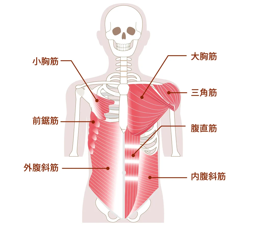 腹部、胸部、肩にある大きな筋肉　アウターマッスルとインナーマッスル