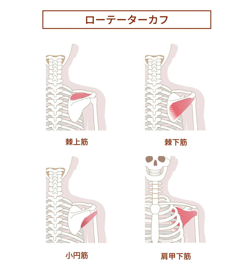 ローテーターカフ(回旋筋腱板)の解剖学筋肉