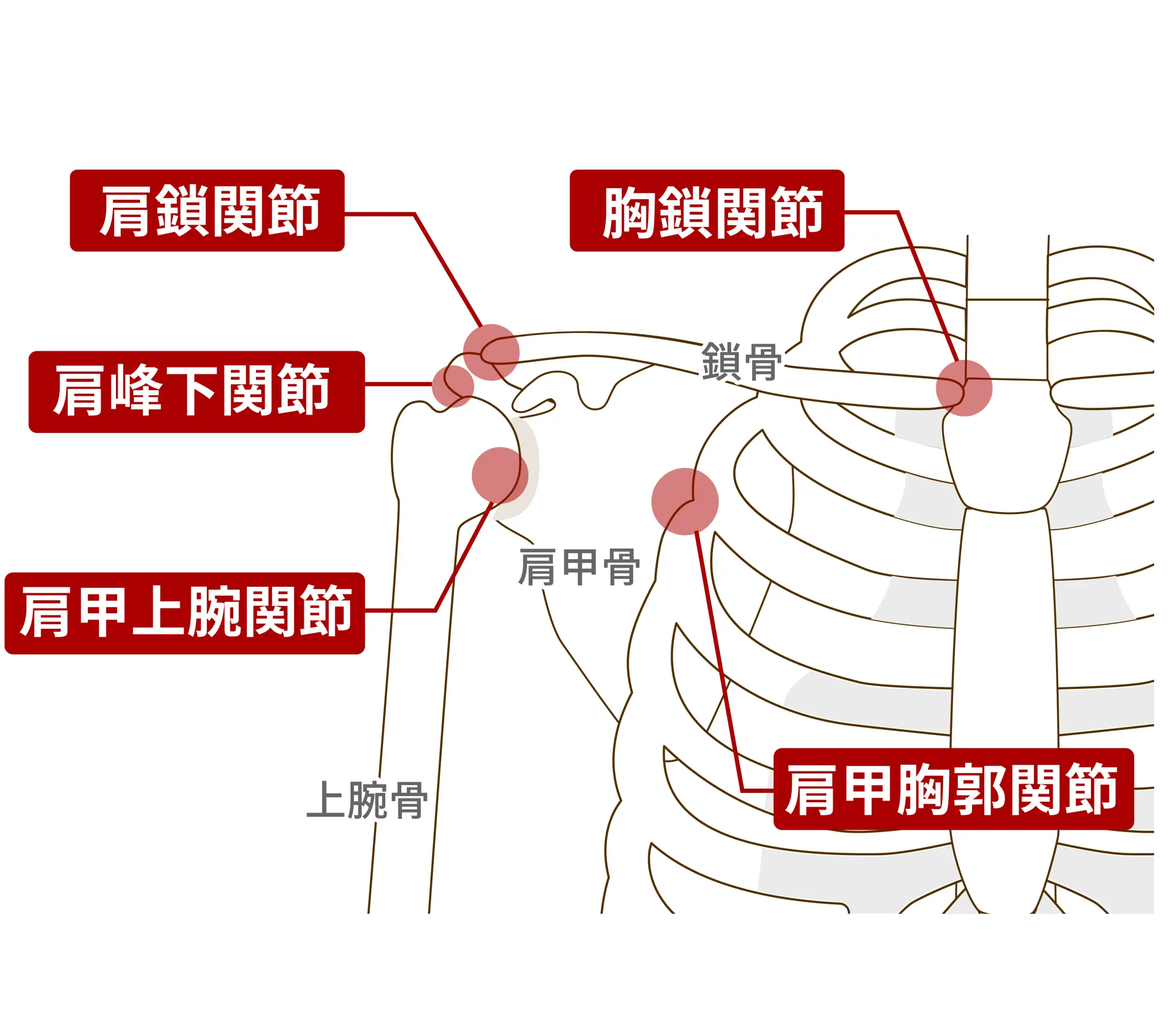 胸鎖関節 (Sternoclavicular Joint)とは | 連動性療法のBACK ...